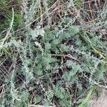 Artemisia frigida Blatt