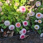 Bellis rotundifolia Habit