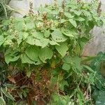 Ocimum campechianum Frunză