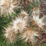 Carduus tenuiflorus Fruit