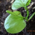 Ophioglossum reticulatum Flower