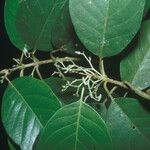 Siparuna decipiens Yaprak