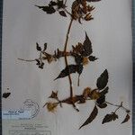 Clematis connata Otro
