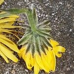 Crepis biennis Flower