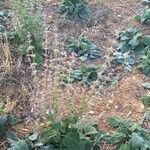 Salvia sclarea Habitus