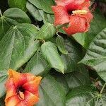 Hibiscus elatus Květ