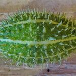 Cucumis anguria Fruit