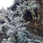 Picea pungens عادت داشتن