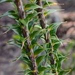 Woollsia pungens Leaf