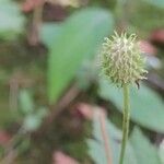 Anemone virginiana Flower
