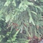 Cryptomeria japonica ᱥᱟᱠᱟᱢ