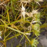 Drypis spinosa Fruit