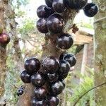 Plinia cauliflora Fruit