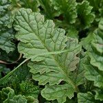 Senecio doria Leaf