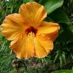 Hibiscus rosa-sinensis花