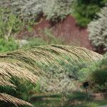 Arundo micrantha Blodyn