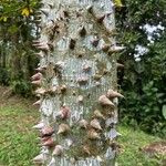 Ceiba pentandra Bark