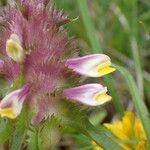 Melampyrum cristatum Λουλούδι