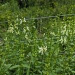 Stachys rectaFleur