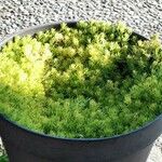 Sedum reflexum Φύλλο