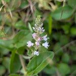 Veronica officinalis 花