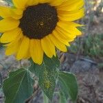 Helianthus petiolaris Flower