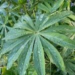 Lupinus polyphyllus Feuille