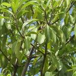 Pittosporum viridiflorum Leaf