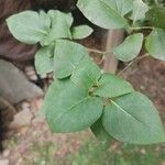 Syringa vulgarisLeaf