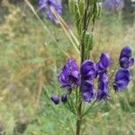 Aconitum napellus Floare