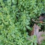 Galium verrucosum पत्ता