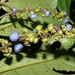 Bertiera bracteosa Fruit