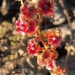 Salsola vermiculata Flor