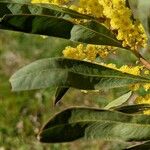 Acacia confluens Leaf
