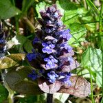 Ajuga reptans 整株植物