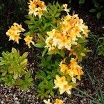 Rhododendron calendulaceum Vivejo