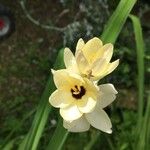 Ixia maculata Blomst