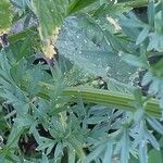 Selinum carvifolia Corteza
