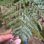 Culcita macrocarpa 葉