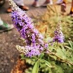 Vitex agnus-castusЦветок