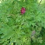 Paeonia delavayi برگ