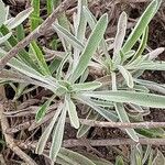 Phlomis lychnitis Leaf