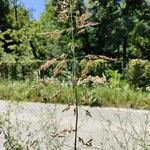 Sorghum halepenseFlower