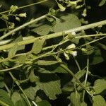 Fleischmannia microstemon Flor