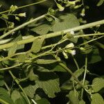 Fleischmannia microstemon Flower