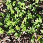 Geranium aculeolatum Leaf