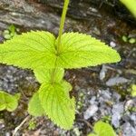 Veronica urticifolia 葉