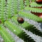 Dryopteris filix-mas List