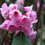 Rhododendron kesangiae Çiçek