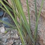 Zephyranthes robusta Ліст